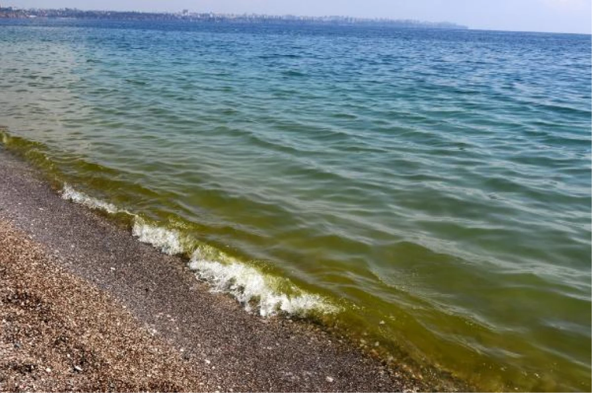 Antalya\'da Deniz Yeşile Döndü, Balıklar Öldü, Vatandaşlar Kaçıştı