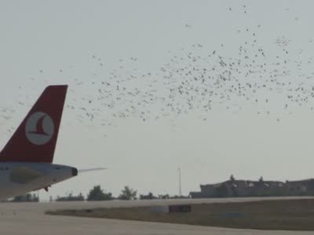 Havalimanında Leyleklerden Sonra Martılar Sorun Oldu