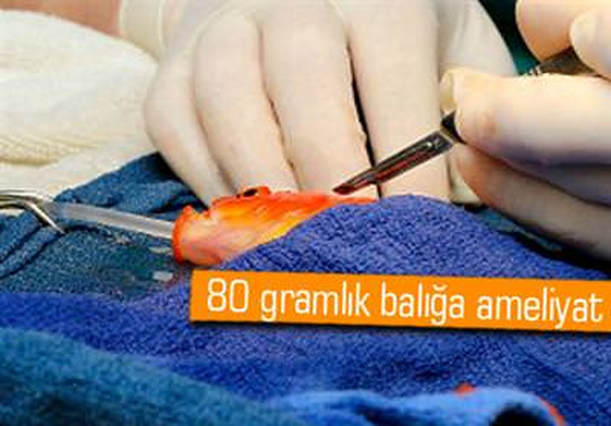 Japon Balığına Tümör Ameliyatı