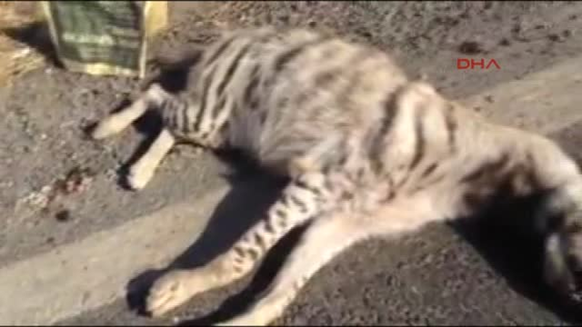 Koruma Altındaki Sırtlan Trafik Kurbanı