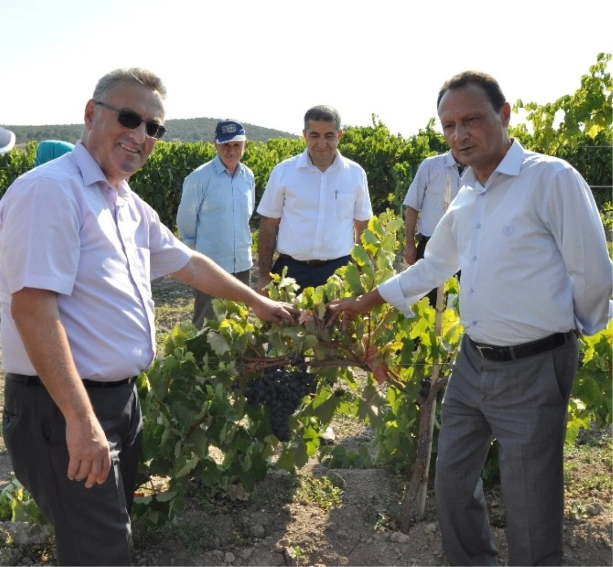 Manisa\'da Organik Sofralık Üzüm Yetiştiriciliği Hızla Artıyor