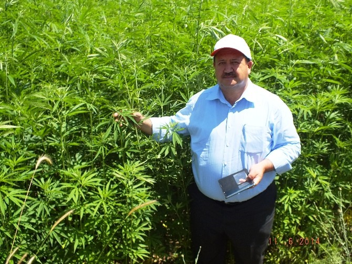 Samsun\'da İzinli Kenevir Üretimi Yapılıyor