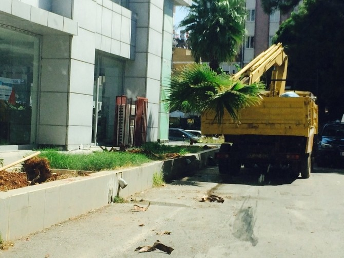 Süs Bitkisi Palmiye Çöpe Atıldı