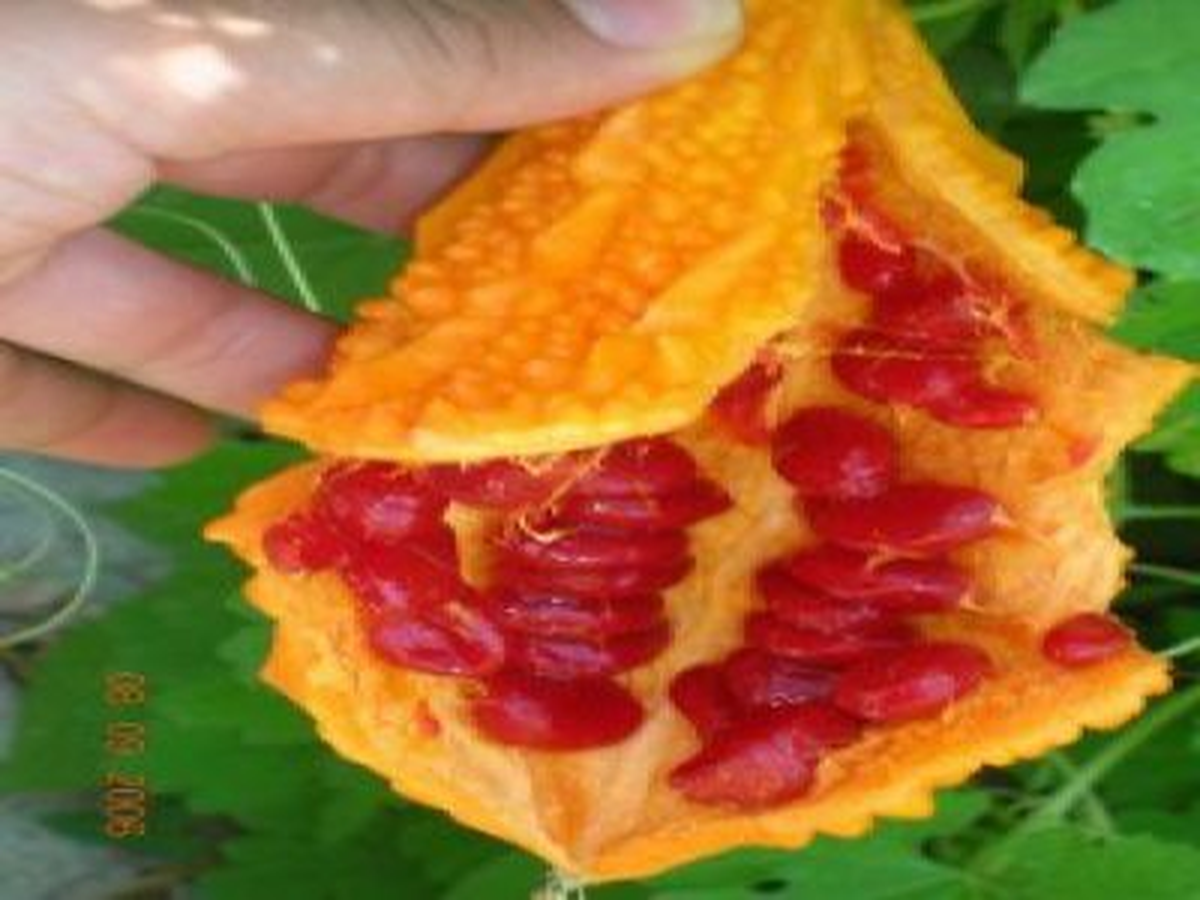 Tosya\'da Kudret Narı Yetiştiriliyor