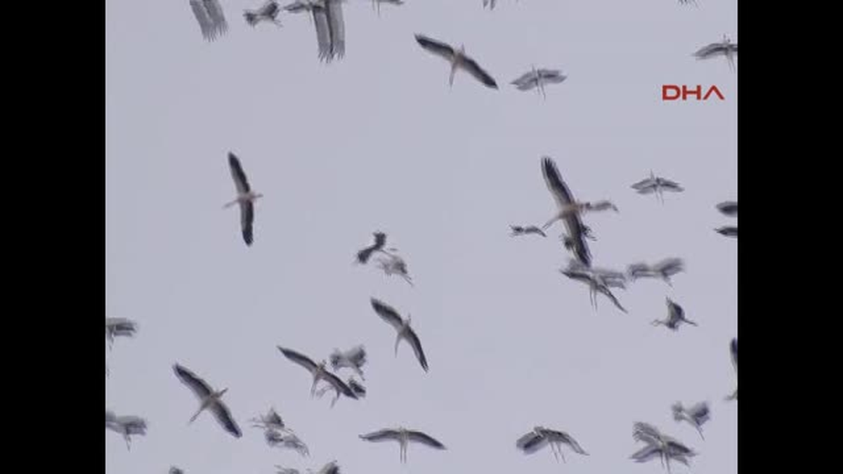 Uçakların Belalısı Kuşlar...