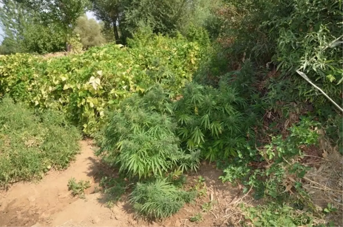 Bingöl\'de 27 Buçuk Kilo Esrar Ele Geçirildi