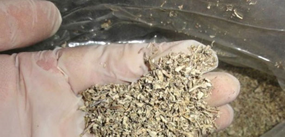 Bonzai'yi Yapan da İçeriğini Bilmiyor'