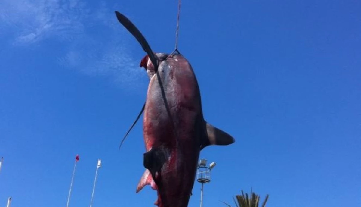 Çanakkale\'de, 3,63 Metrelik Köpek Balığı Ağlara Takıldı