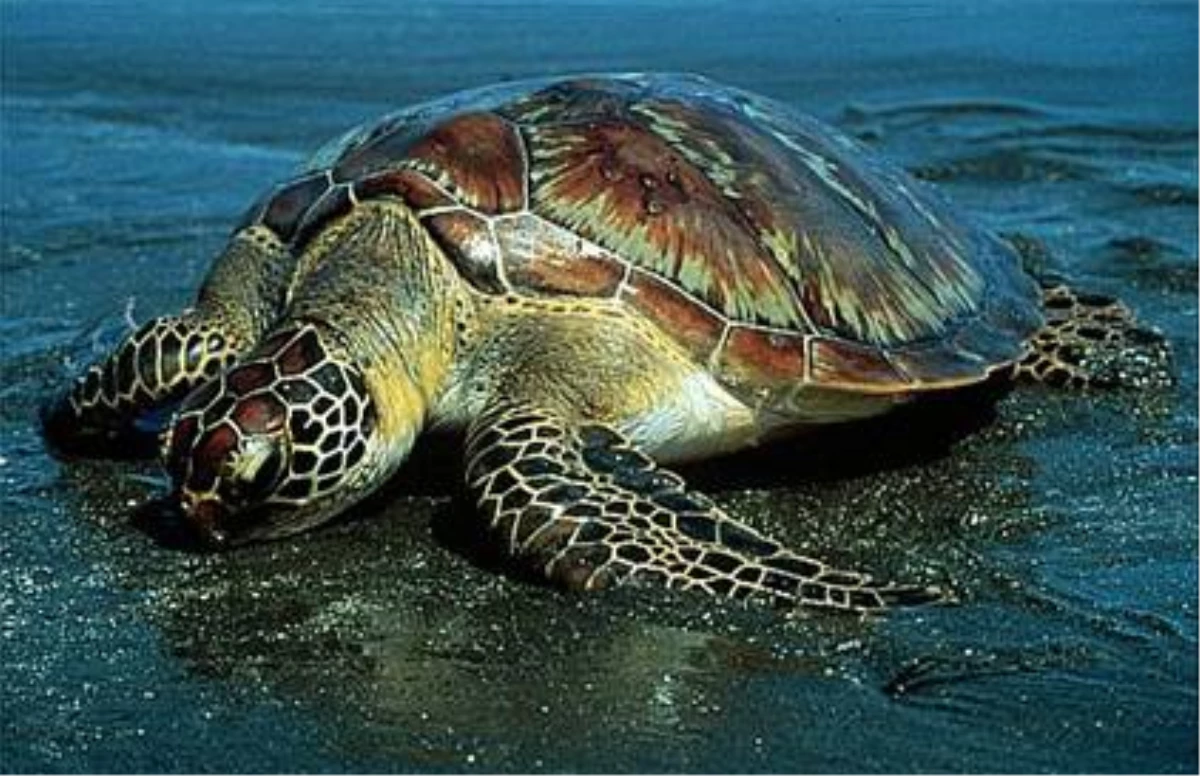 Deniz Kaplumbağalarını Araştırma ve Rehabilitasyon Çalışmaları Devam Ediyor