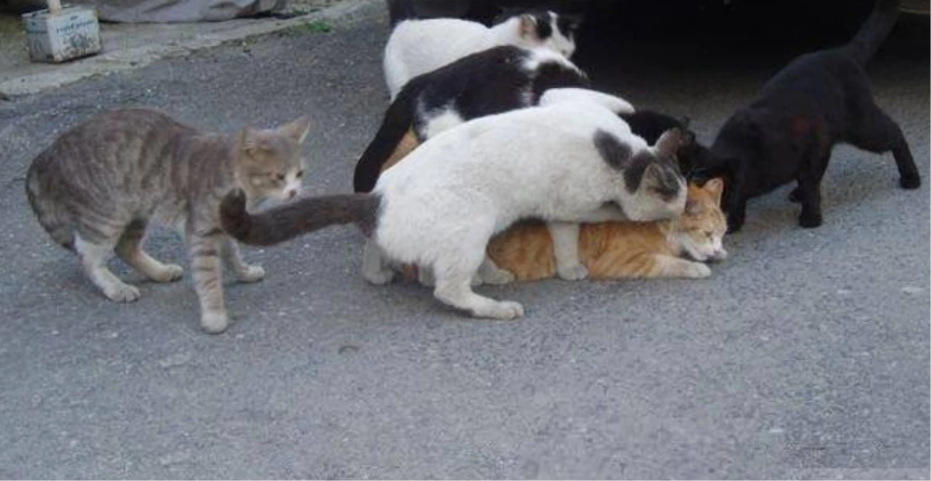 Kedi Familyasının Çiftleşme Süreci