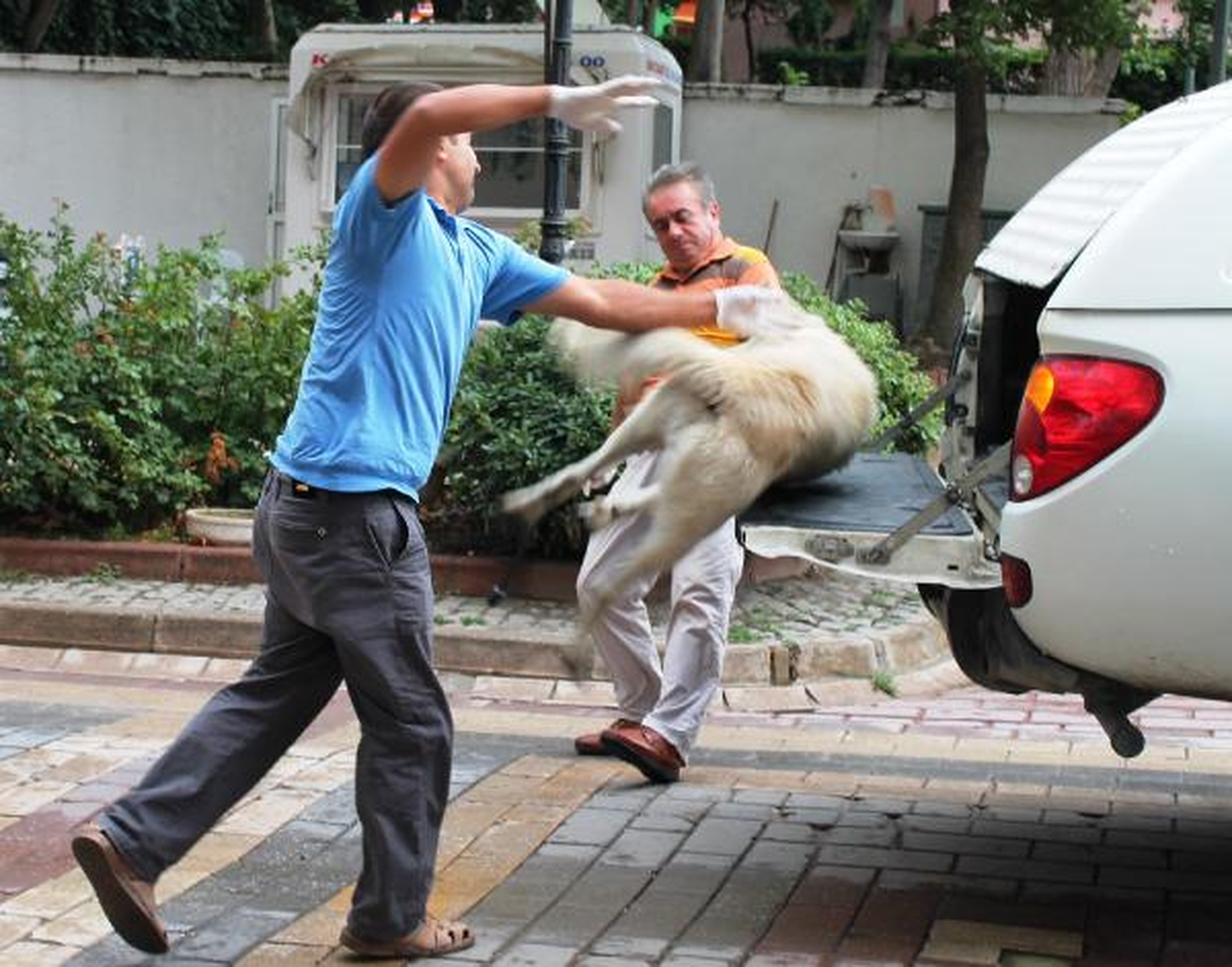 Kurtuluş Töreni Öncesi Alandaki Köpekleri Topladılar