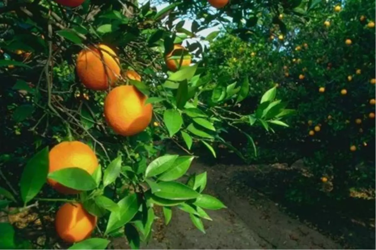 Narenciyede Yeni İhracat Sezonu Başlıyor