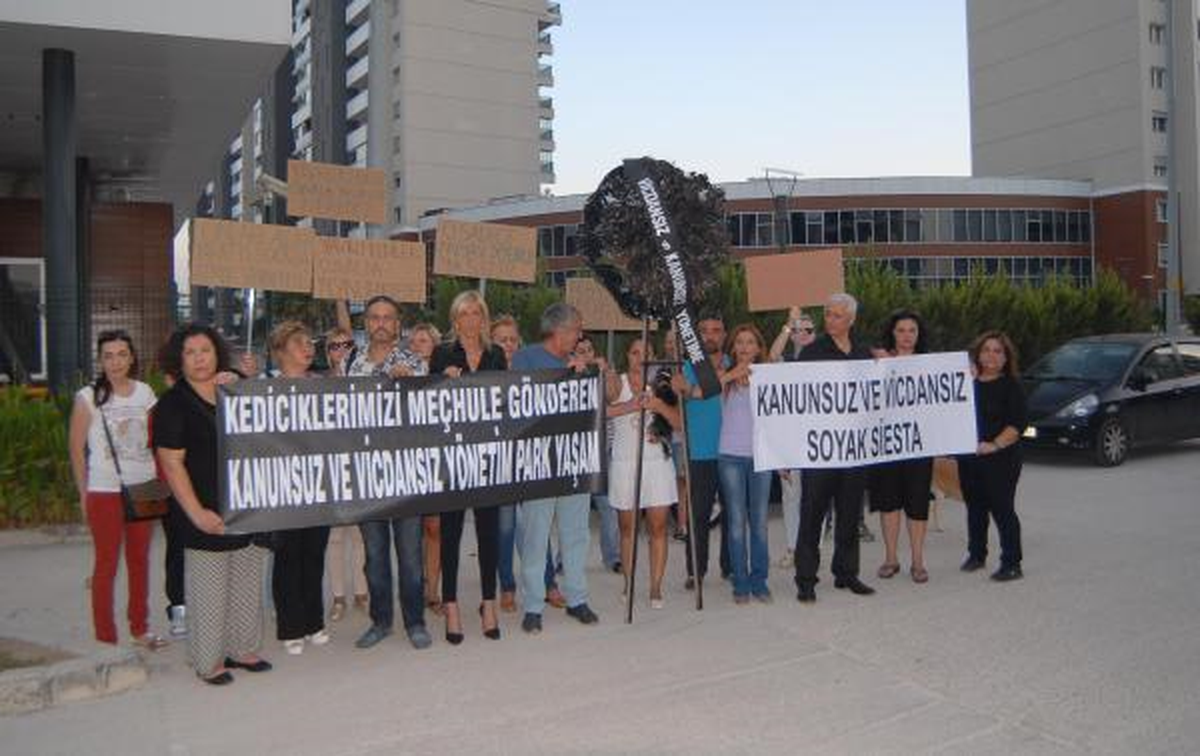 Site Yönetimi Kedileri Topladı, Hayvanseverler İsyan Etti