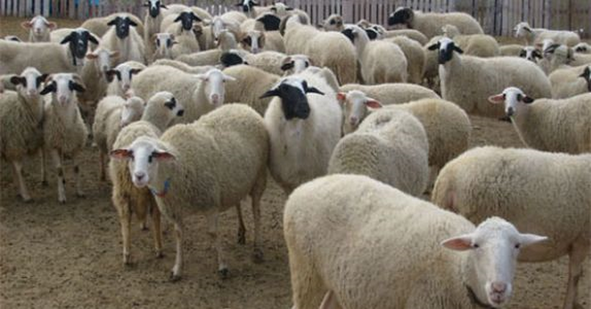 Yaylacılarda "Kurbanlık" Hareketliliği