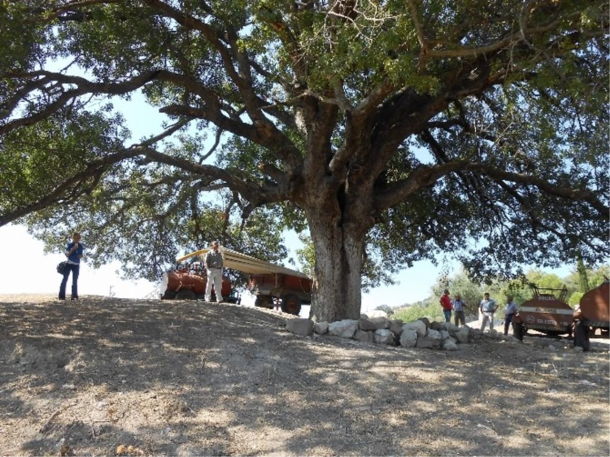 Asırlık Çitlembik Ağacına Şehzadeler Sahip Çıktı