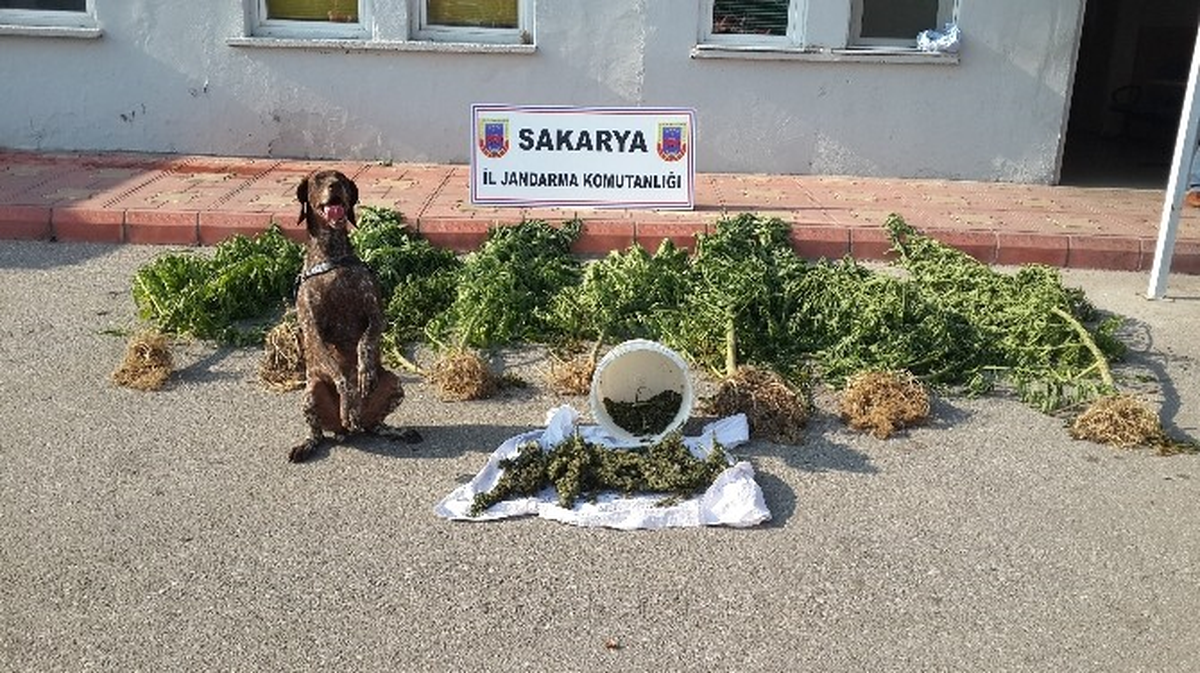 Sakarya\'da Bin 365 Gram Kubar Esrar Ele Geçirildi