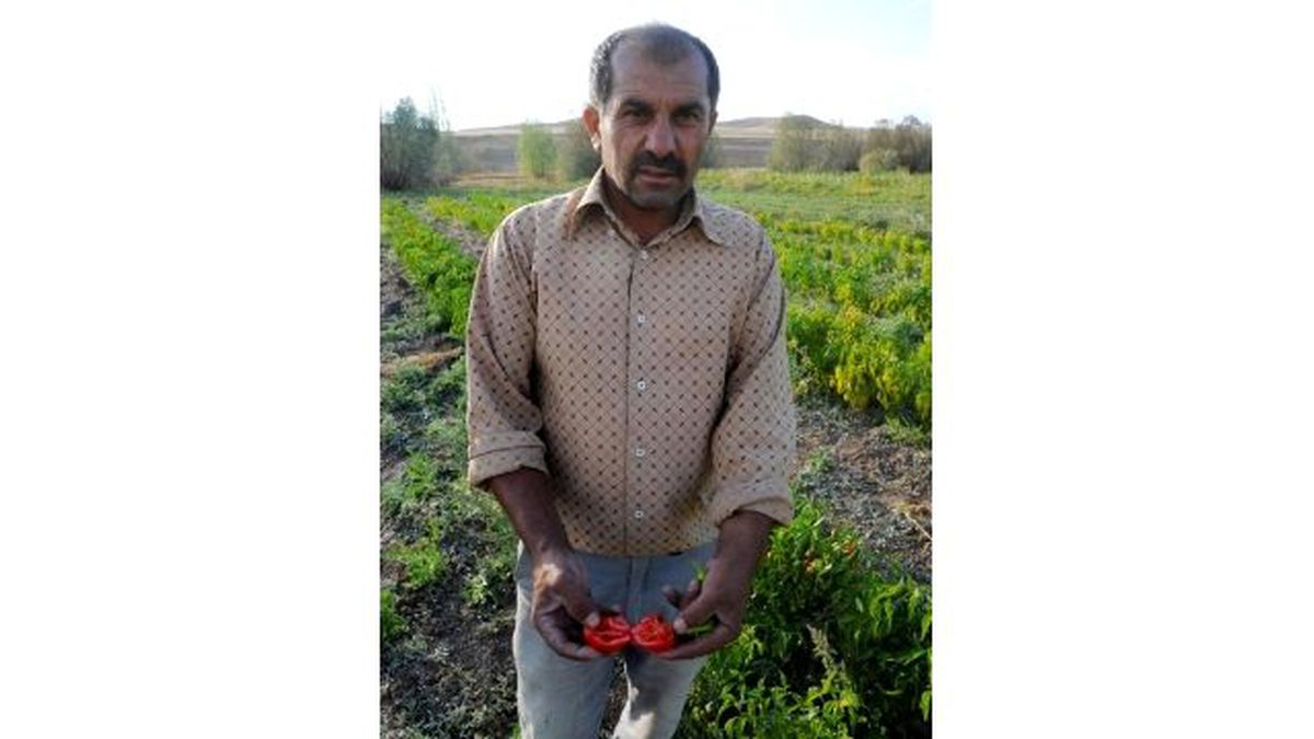 Yozgat\'ta Çiftçi Yerli Tohuma Yöneldi