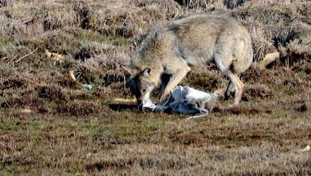 Diyarbakır'da Ayı ve Kurtlar Merkeze İndi