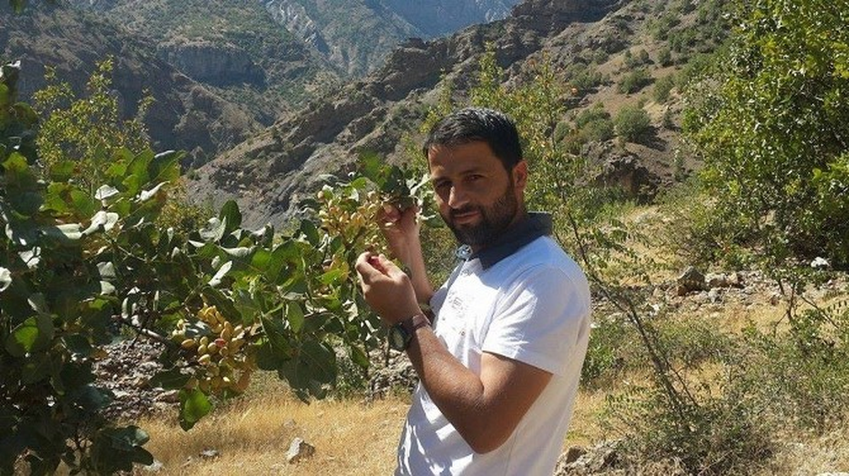 Hakkari\'de Antep Fıstığı Hasadı