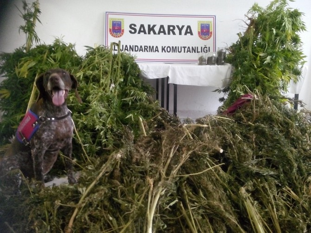 Sakarya\'da Çok Sayıda Uyuşturucu Madde Ele Geçirildi