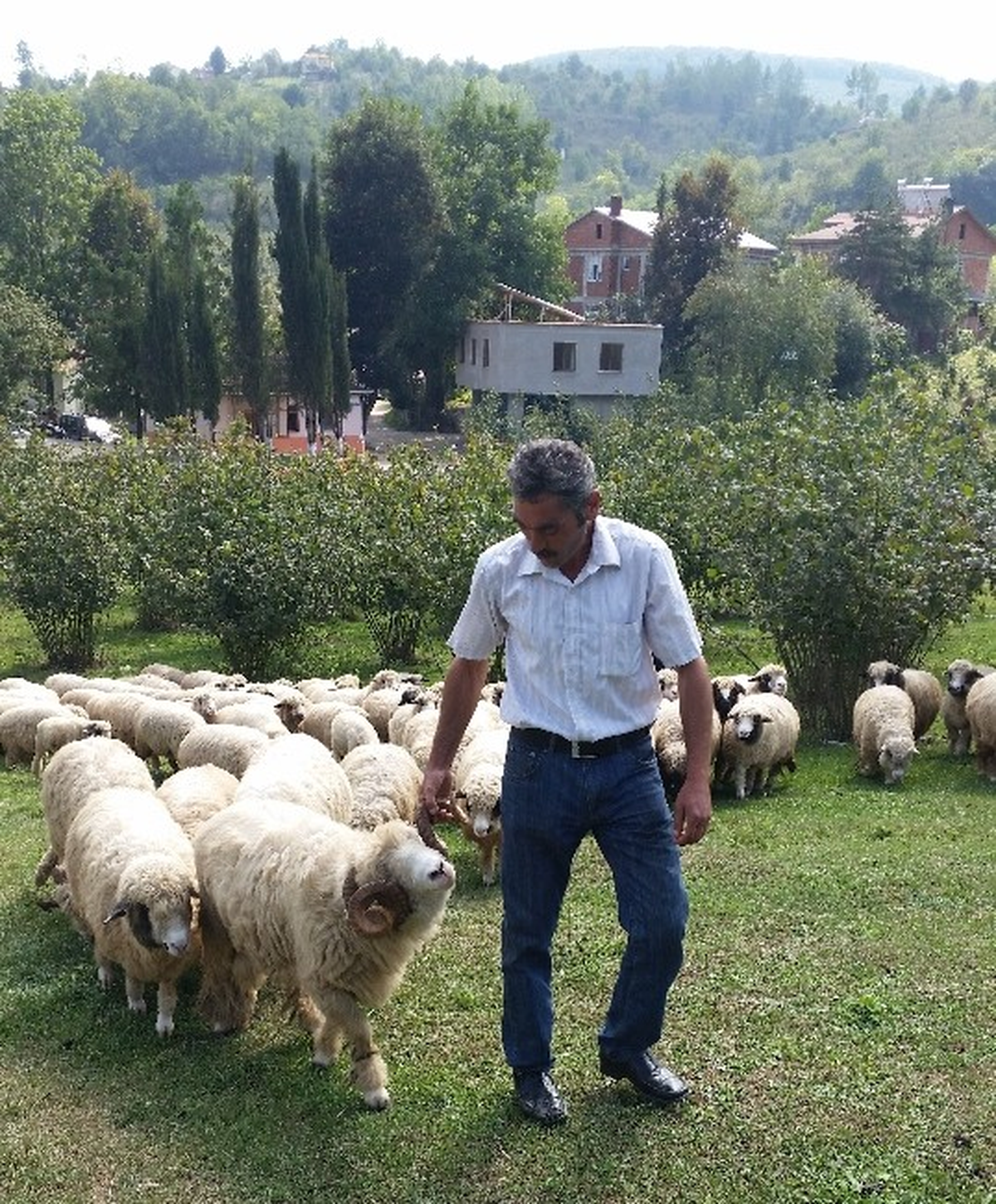 Kumru\'da Hayvancılığa Destek