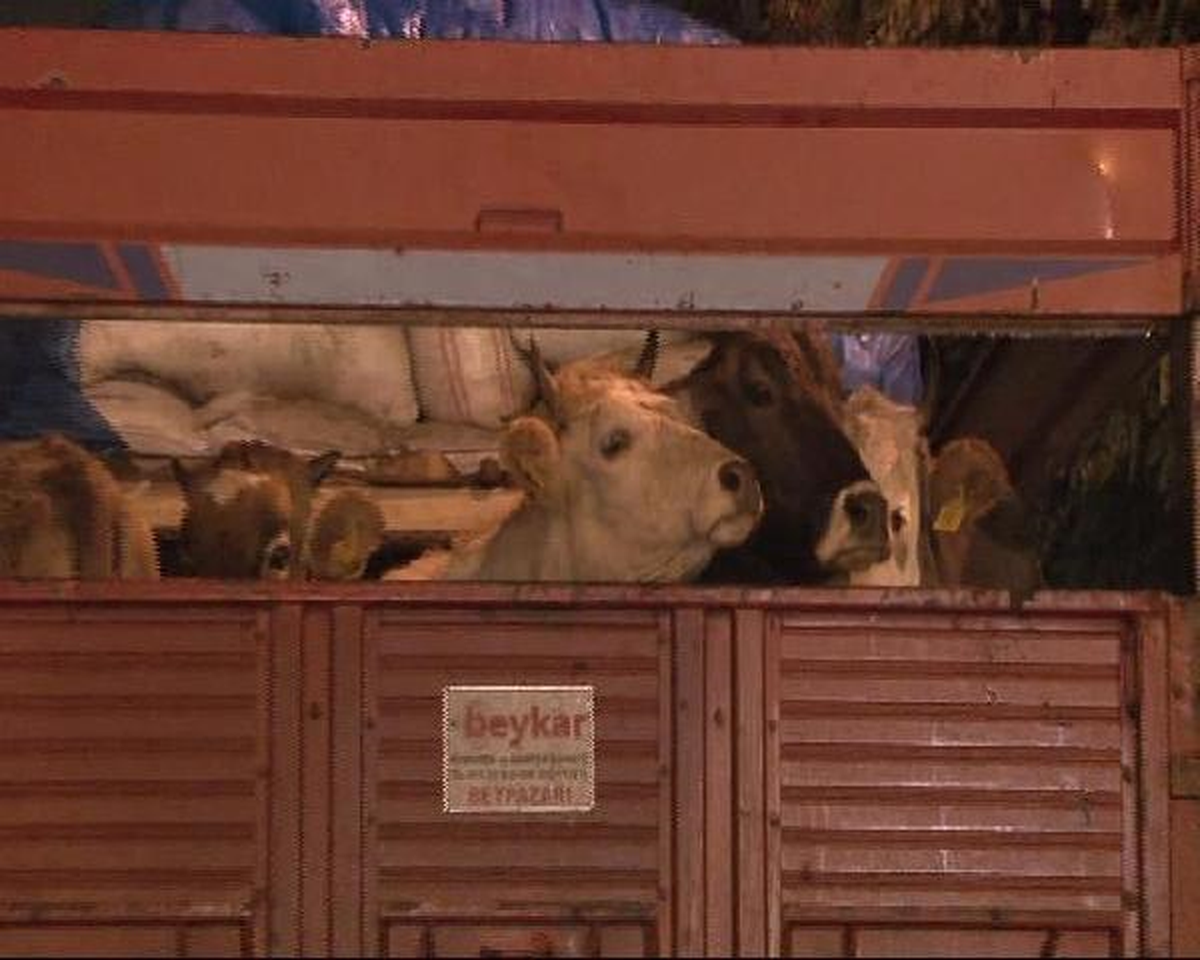 Kurbanlıklar İstanbul\'a Geldi (1)