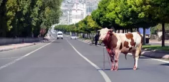 Mezbahaya Götürülürken Kaçan Boğa, Sokakta Kesildi