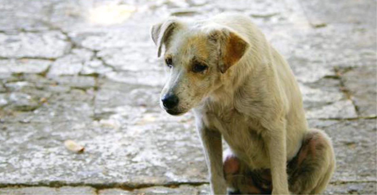 Muğla\'da Bir Sokak Köpeğinin Midesinden Yarım Kilo Taş Çıktı