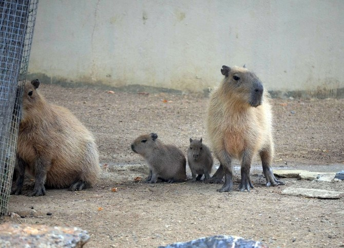 Nesli Azalan 'Kapibara'lar İki Yavru Doğurdu