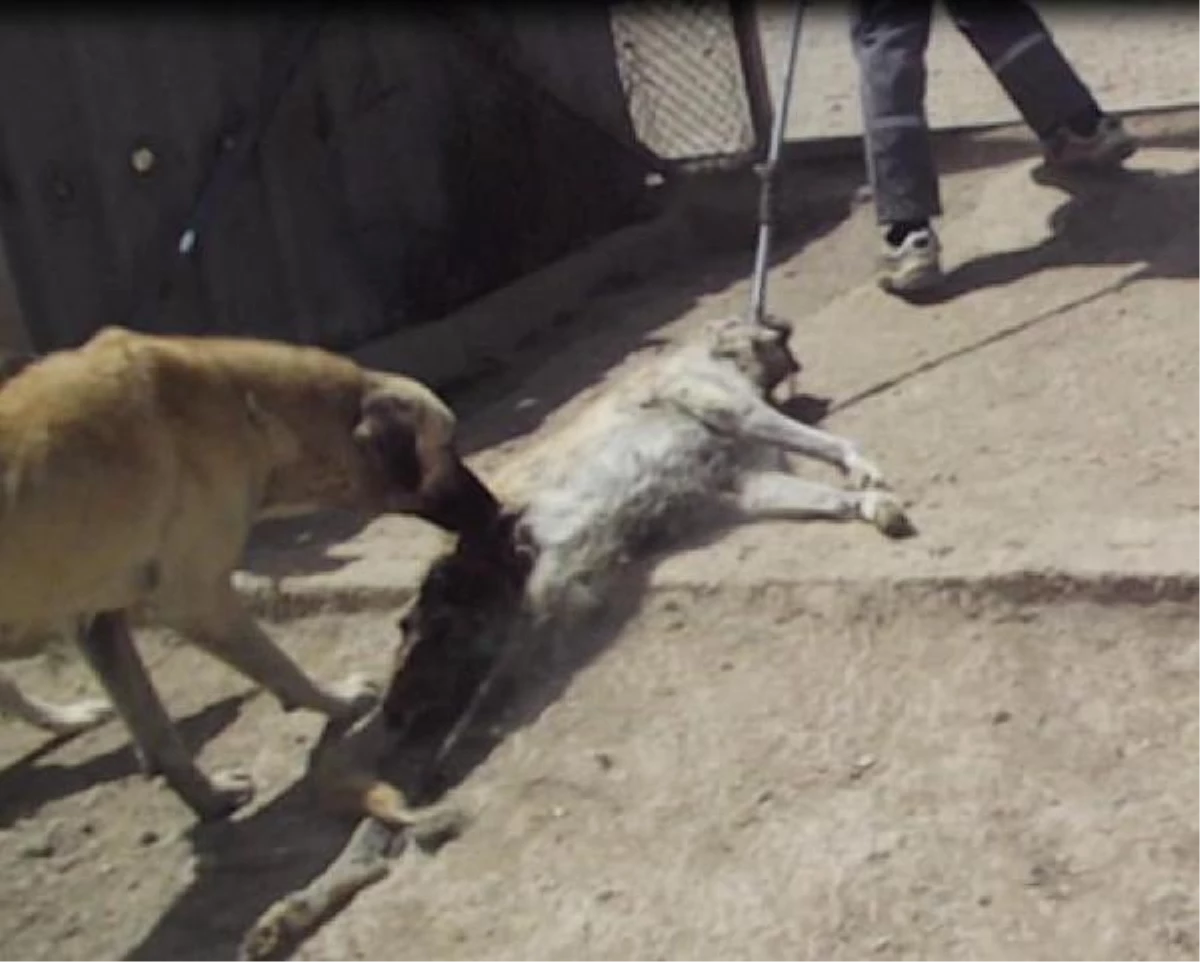 Niğde Hayvan Barınağında Köpekler Birbirini Parçalayıp Yiyor