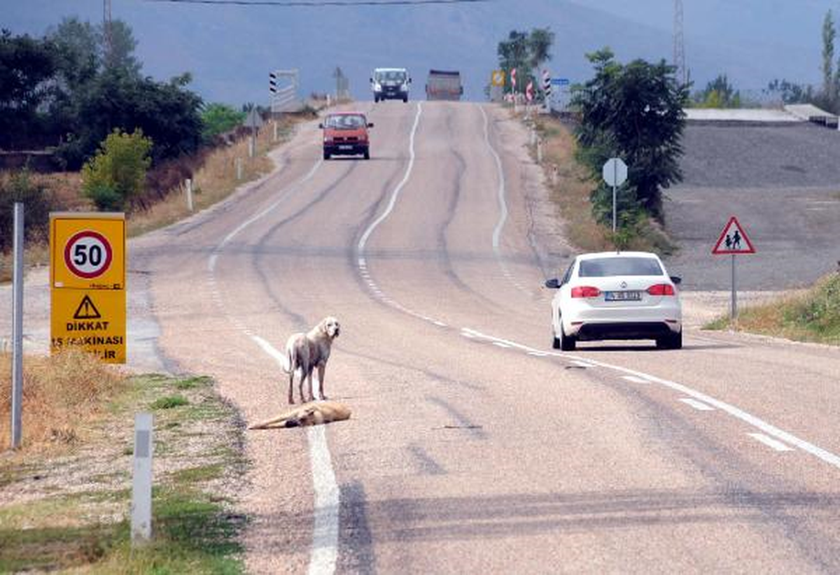 Tokat\'ta Ölen Köpeğin Başından Ayrılmadı