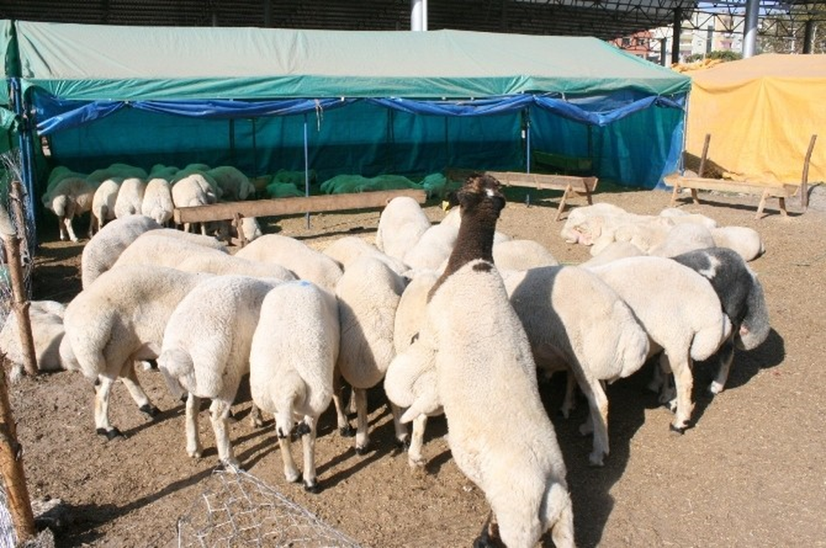 Osmaniye'de Kurbanlık Fiyatları Belirlendi