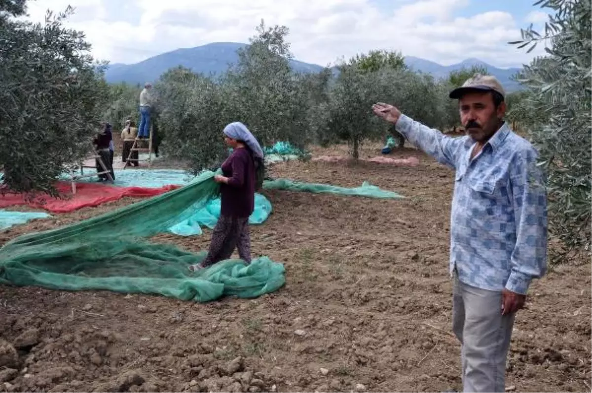 Yırca\'da Termik Santrali İçin Ağaç Kesimine Köylüler \'Dur\' Dedi (2)