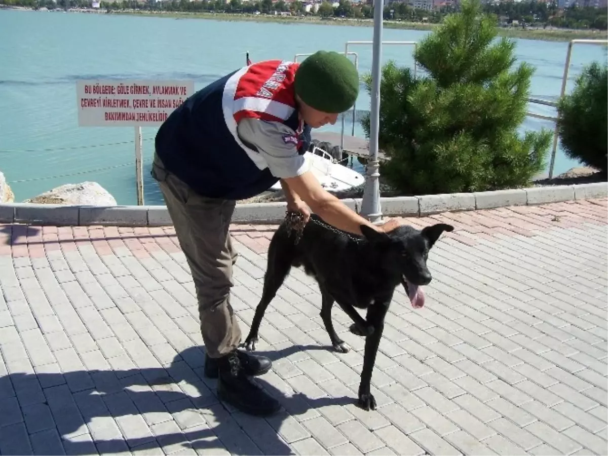 Ayağı Kırık Sokak Köpeğine Jandarma Sahip Çıktı