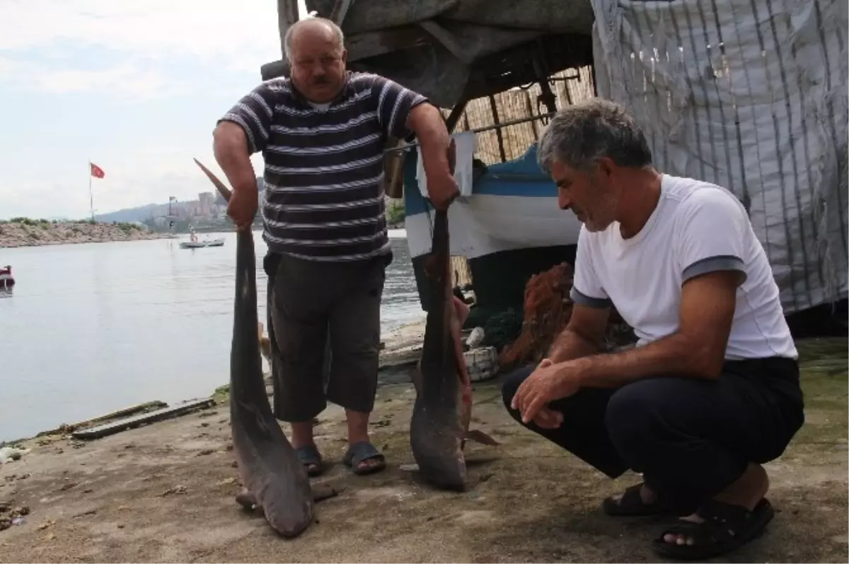 Giresun\'da Balıkçı Ağlarına Köpek Balığı Takıldı