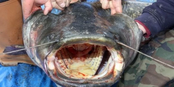 İznik Gölü’nde 2 Metrelik Yayın Balığı Yakalandı Son Dakika