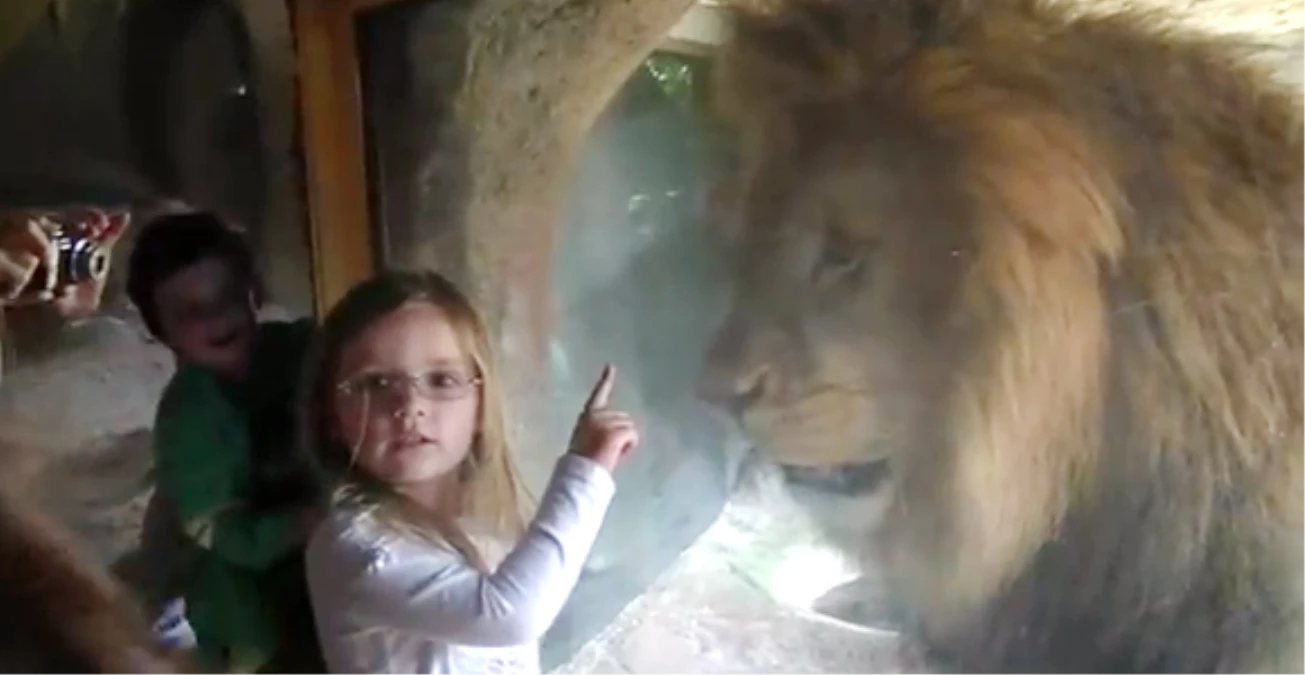 Küçük Kızı, Aslanın Dişlerinin Arasından Zor Aldılar