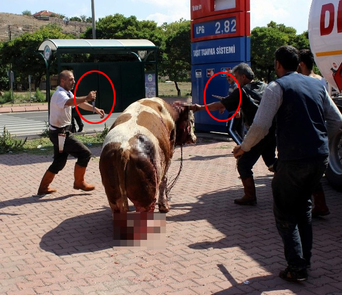 Kurbanlıklara Eziyet Edenlere 2 Bin 281 Lira Ceza Gelecek