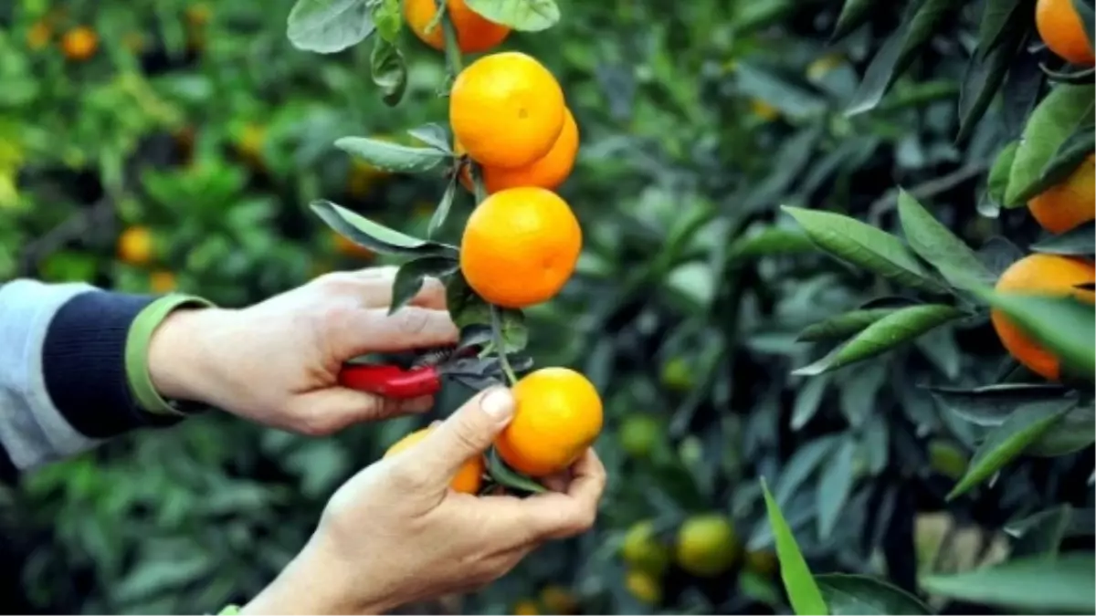 Hatay\'da Mandalina Dalında Satıldı