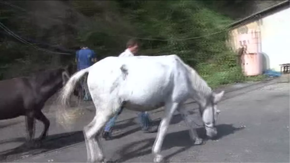 Ocaklar Üretimi Durdurdu Madenci Katırlar İşsiz Kaldı