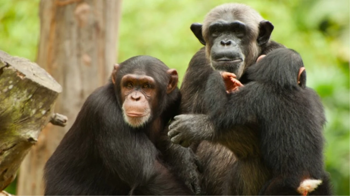 Yapılan Araştırmada Çıkan Şok Sonuç: Şempanze ve İnsan \'Doğuştan Cani\'
