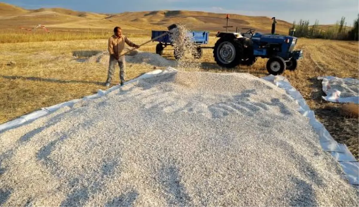 Yozgat\'ta Ayçiçek Hasadı Tamamlandı