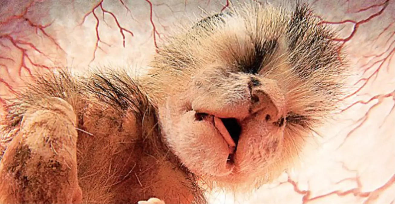 Anne karnındaki kedilerin inanılmaz görüntüsü