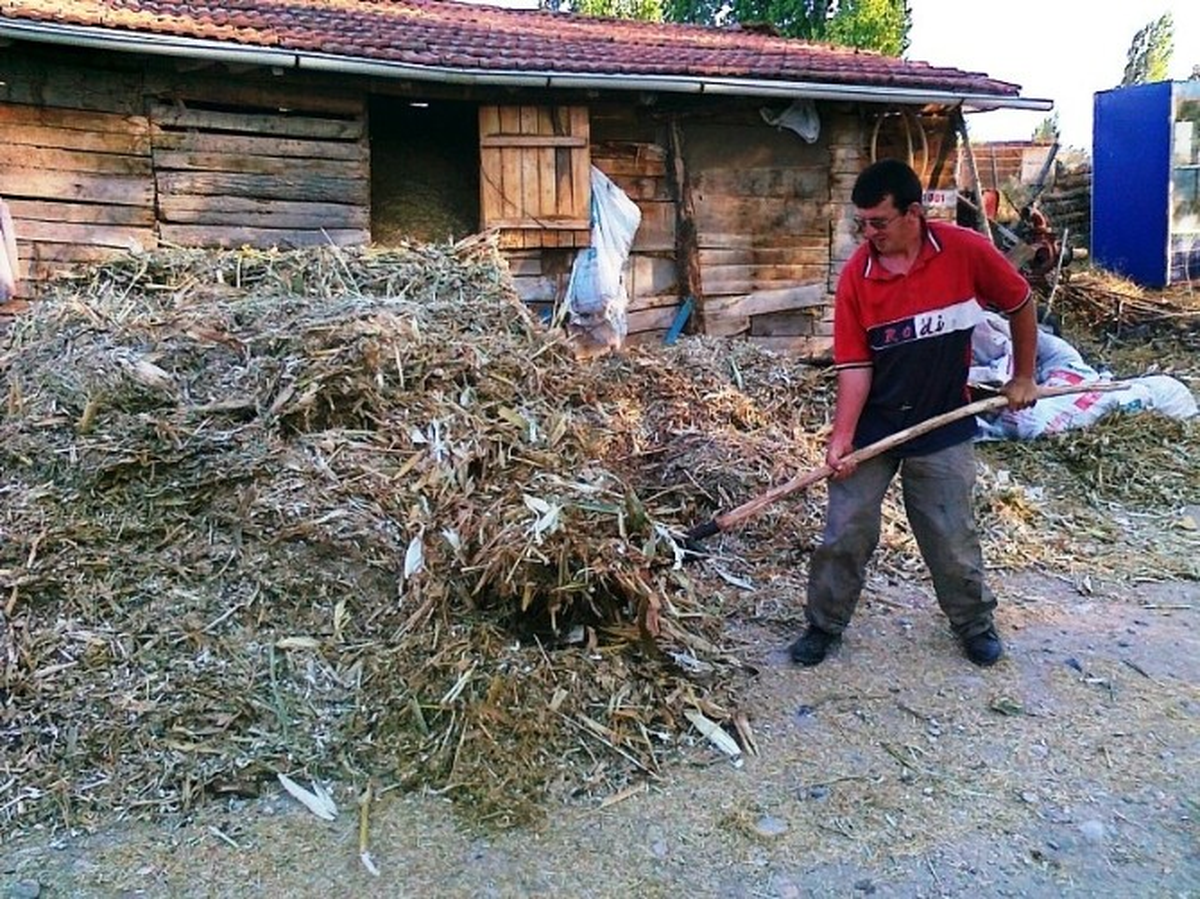 Çiftçiler Mısır Saplarını Değerlendiriyor