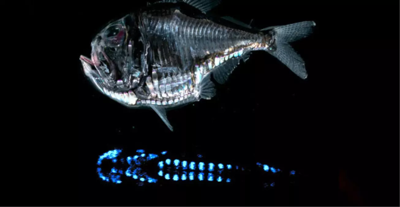 Işıklı Organları Yanıp Sönüyor