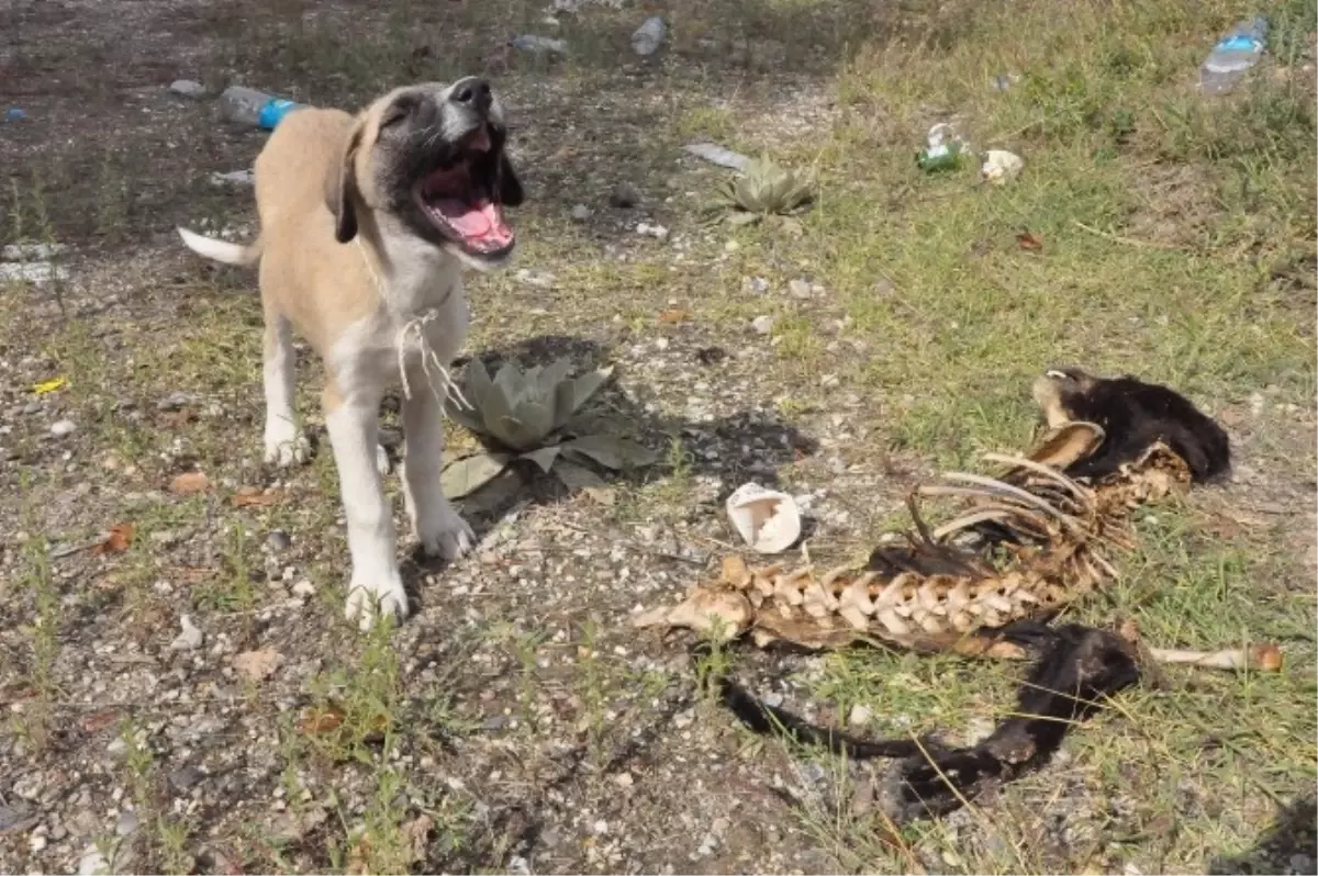 Yavru Köpekten Dünyaya Örnek Vefakarlık