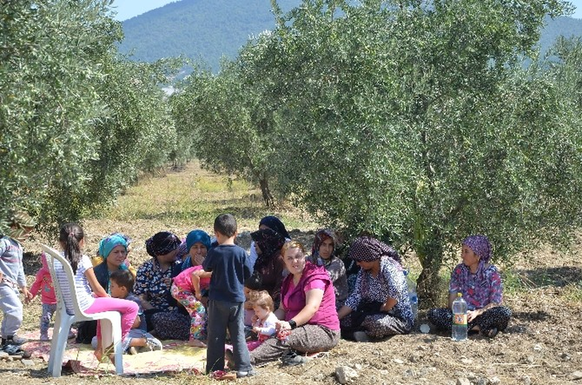 Somalı Köylülerin Zeytinlik Nöbeti