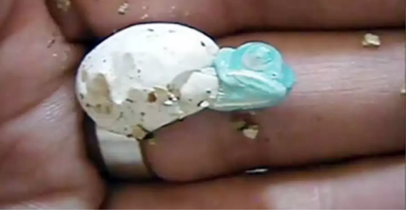 Bukalemunun Yumurtadan Çıktığı An Böyle Görüntülendi!