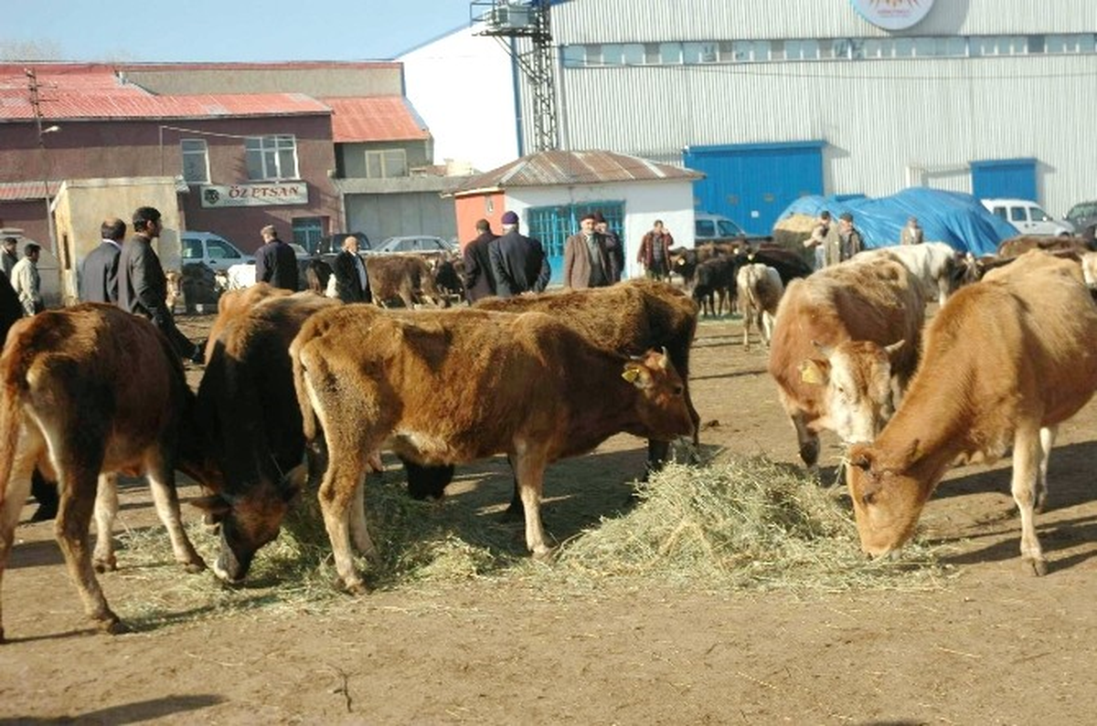 Hayvan Pazarlarına Ultrason Cihazı Kurulsun