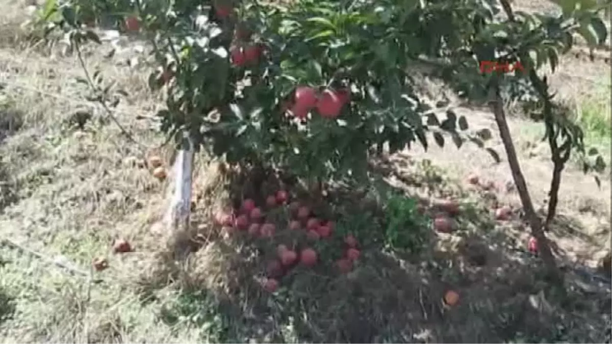 Meyve Bahçesine Giren Ayı Tuzağa Yakalandı